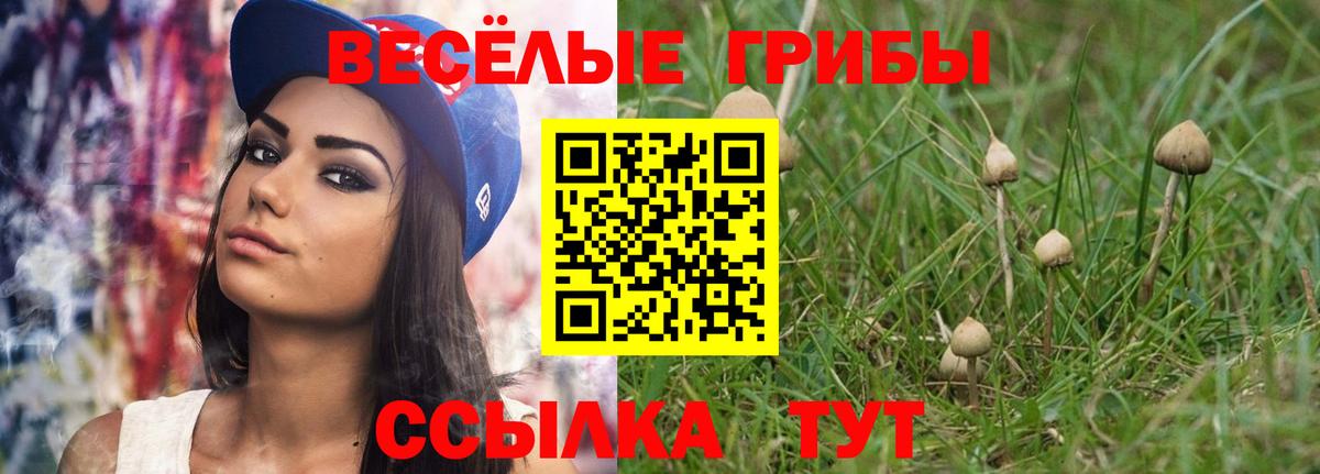 Галлюциногенные грибы Psilocybe Тихорецк